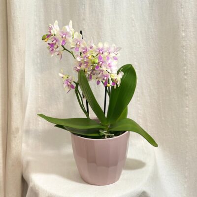 Orchidea Phalaenopsis ‘Blossom Bliss’ orchidea phalaenopsis Blossom Bliss biele kvety