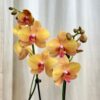 Orchidea Phalaenopsis ‘Buddha’ orchidea phalenopsis buddha kvitnuca izbova rastlina