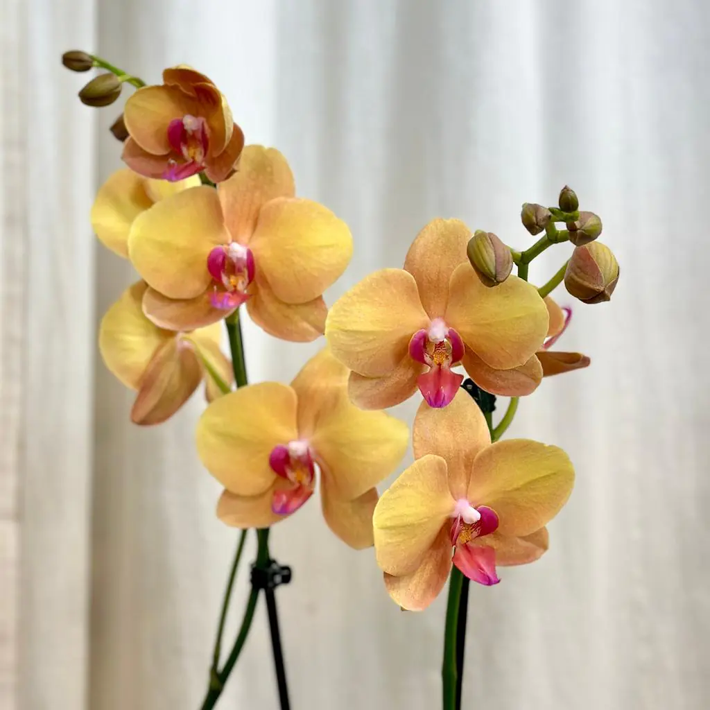 Orchidea Phalaenopsis ‘Buddha’ orchidea phalenopsis buddha kvitnuca izbova rastlina