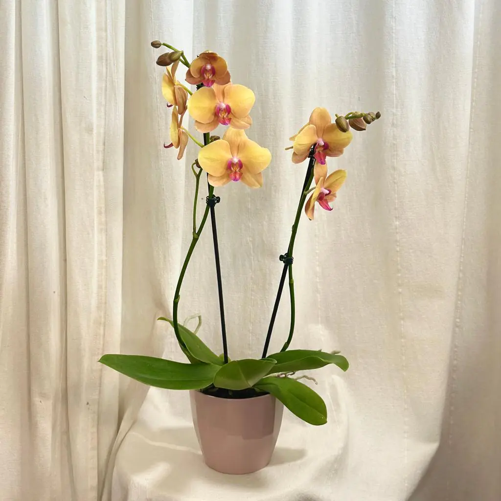 Orchidea Phalaenopsis ‘Buddha’ orchidea phalenopsis buddha kvitnuca izbova rastlina