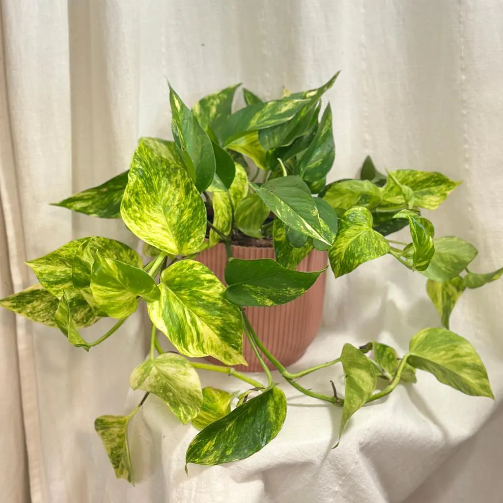 Pothos Epipremnum aureum ‘Hicolor’ veľký pothos, potosovec zlatý, epipremnum aureum hicolor, divý jano, divný janko, golden ivy, šplhavník, šplhavnice, ťahavá rastlina, rastlina do tieňa, izbová rastlina, izbový kvet