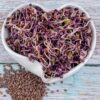 Reďkovka Red Hurricane semienka na klíčenie 10 g redkovka red hurricane semienka na klicenie microgreens klicky klickovanie