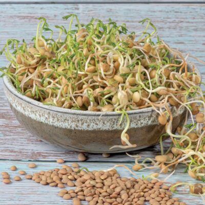 sosovica semienka na klicenie microgreens klicky klickovanie