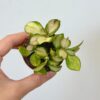 Hoya heuschkeliana variegata malá voskovka hoya heuschkeliana variegata tahava izbova rastlina