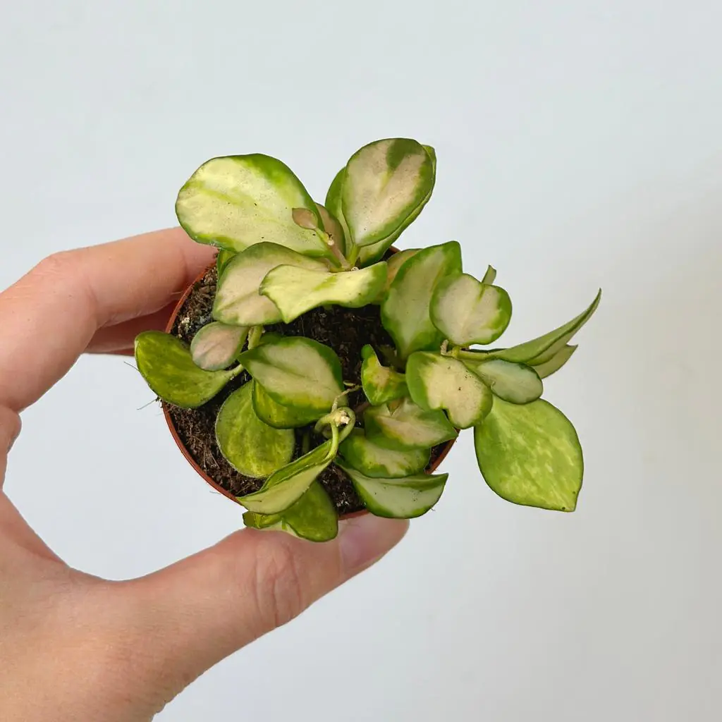 Hoya heuschkeliana variegata malá voskovka hoya heuschkeliana variegata tahava izbova rastlina