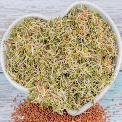 zerucha semienka na klicenie microgreens klicky klickovanie