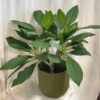 Plumeria rubra ‘Hawaiian’ veľká Plumeria rubra Hawaiian kvitnuca tropicka rastlina