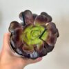Aeonium arboreum ‘Velours’ aeonium arboreum Velours sukulent