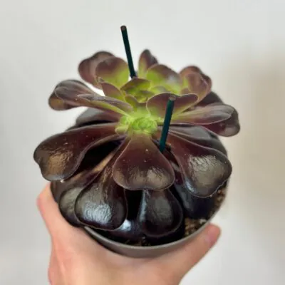 Aeonium arboreum ‘Velours’ aeonium arboreum Velours sukulent