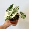 Alocasia micholitziana ‘Frydek’ variegata alocasia frydek variegata panasovana alokazia