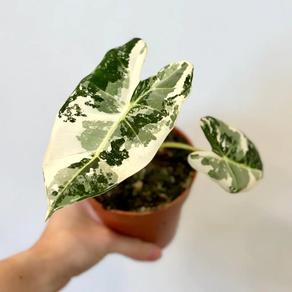 Alocasia micholitziana ‘Frydek’ variegata stredná alocasia frydek variegata panasovana alokazia