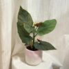 Begonia corallina begonia corallina bodkovana izbova rastlina