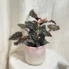 Begonia maculata ‘Ruby Compact’ begonia maculata Ruby Compact bodkovana izbova rastlina