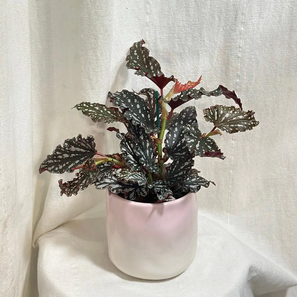 Begonia maculata ‘Ruby Compact’ begonia maculata Ruby Compact bodkovana izbova rastlina