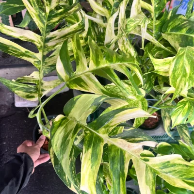 Epipremnum pinnatum ‘Golden Flame’ epipremnum pinnatum golden flame tahava izbova rastlina