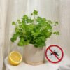 Muškát Komárovník / Pelargonium graveolens ‘Citron’ komarovnik muskat pelargonium graveolens citron citronovy muskat proti hmyzu komarom