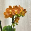 Orchidea Phalaenopsis ‘Indian Summer’ orchidea Phalaenopsis indian summer kvet zlty