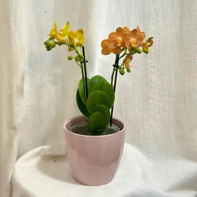 Orchidea Phalaenopsis ‘Indian Summer’ orchidea Phalaenopsis indian summer kvet zlty