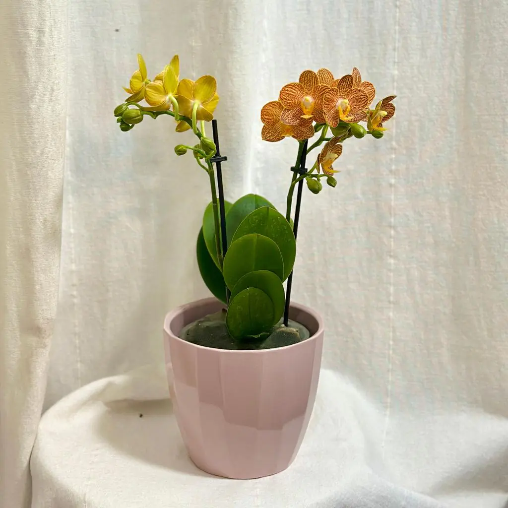 Orchidea Phalaenopsis ‘Indian Summer’ orchidea Phalaenopsis indian summer kvet zlty