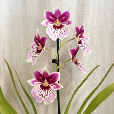 Izbové rastliny, riasogule a príslušenstvo Orchidea Miltoniopsis Princess Diana ruzovy kvet vzacna