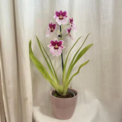 Orchidea Miltoniopsis ‘Princess Diana’ Orchidea Miltoniopsis Princess Diana ruzovy kvet vzacna