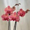 Orchidea Phalaenopsis ‘Anthura Narbonne’ orchidea phalaenopsis Anthura Narbonne kvet ruzovy