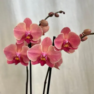 Izbové rastliny, riasogule a príslušenstvo orchidea phalaenopsis Anthura Narbonne kvet ruzovy