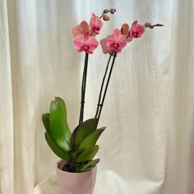 Orchidea Phalaenopsis ‘Anthura Narbonne’ orchidea phalaenopsis Anthura Narbonne kvet ruzovy