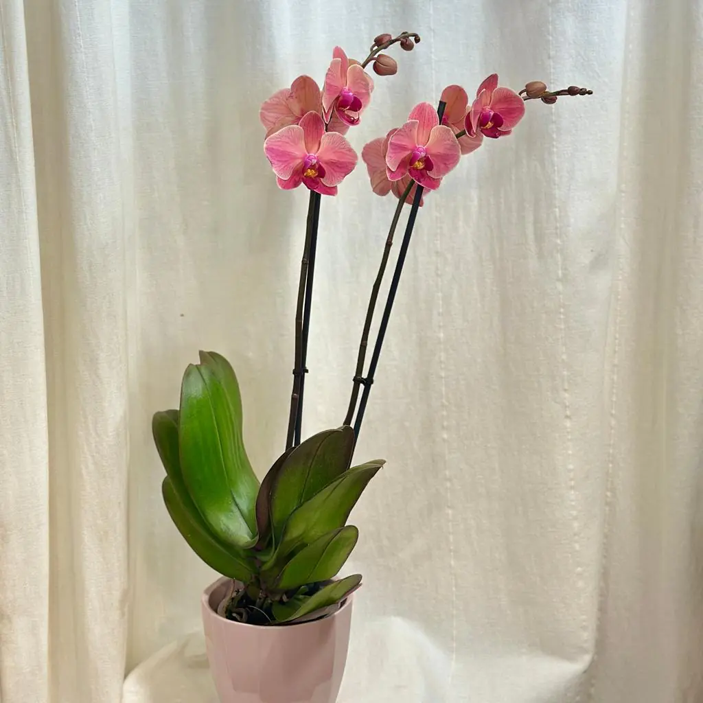 Orchidea Phalaenopsis ‘Anthura Narbonne’ orchidea phalaenopsis Anthura Narbonne kvet ruzovy