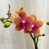 Orchidea Phalaenopsis ‘Bolgheri’ orchidea phalenopsis bolgheri kvitnuca izbova rastlina