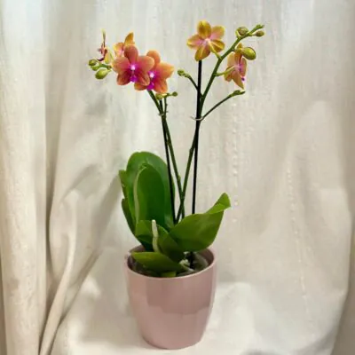 Orchidea Phalaenopsis ‘Bolgheri’ orchidea phalenopsis bolgheri kvitnuca izbova rastlina