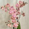 Orchidea Phalaenopsis ‘Odorion’ orchidea phalaenopsis odorion aromio sweet biele kvety