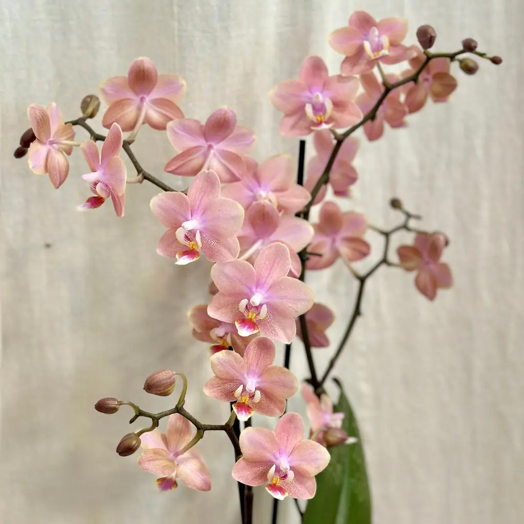 Orchidea Phalaenopsis ‘Odorion’ orchidea phalaenopsis odorion aromio sweet biele kvety