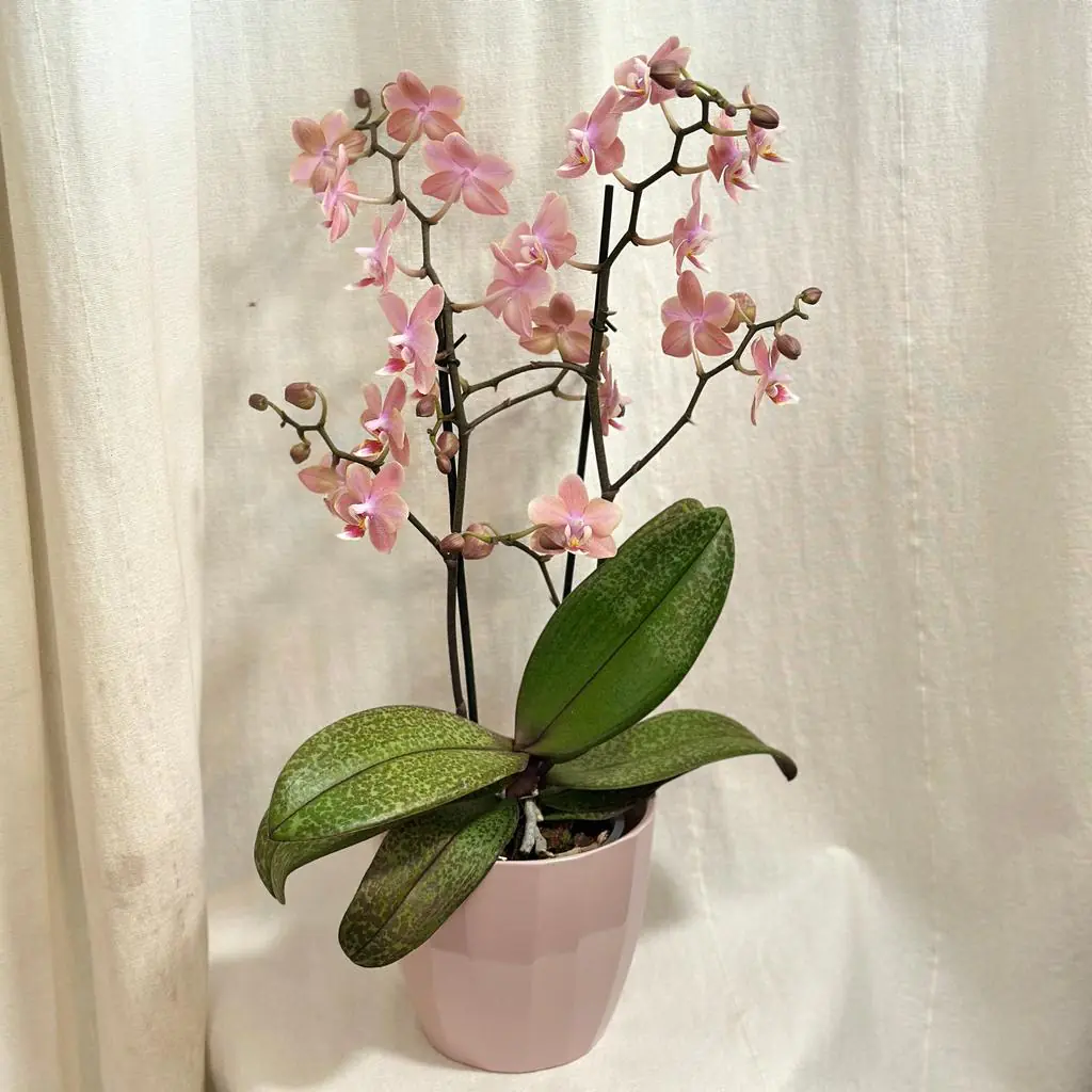 Orchidea Phalaenopsis ‘Odorion’ orchidea phalaenopsis odorion aromio sweet biele kvety