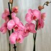 Orchidea Phalaenopsis ‘Royal Pink’ orchidea phalaenopsis royal pink kvet ruzovy