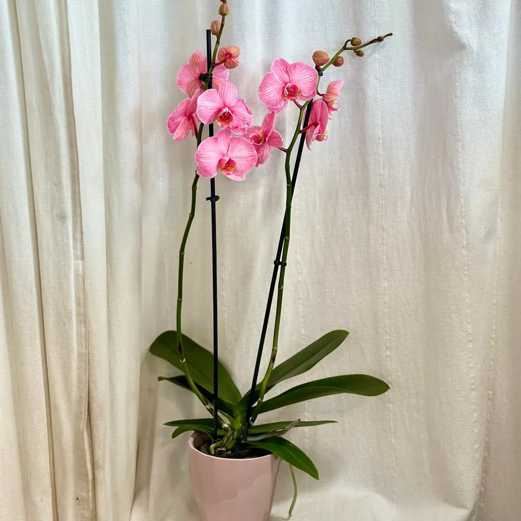Orchidea Phalaenopsis ‘Royal Pink’ orchidea phalaenopsis royal pink kvet ruzovy