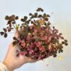 Oxalis vulcanicola ‘Pink’ veľký oxalis vulcanicola pink ruzova izbova rastlina