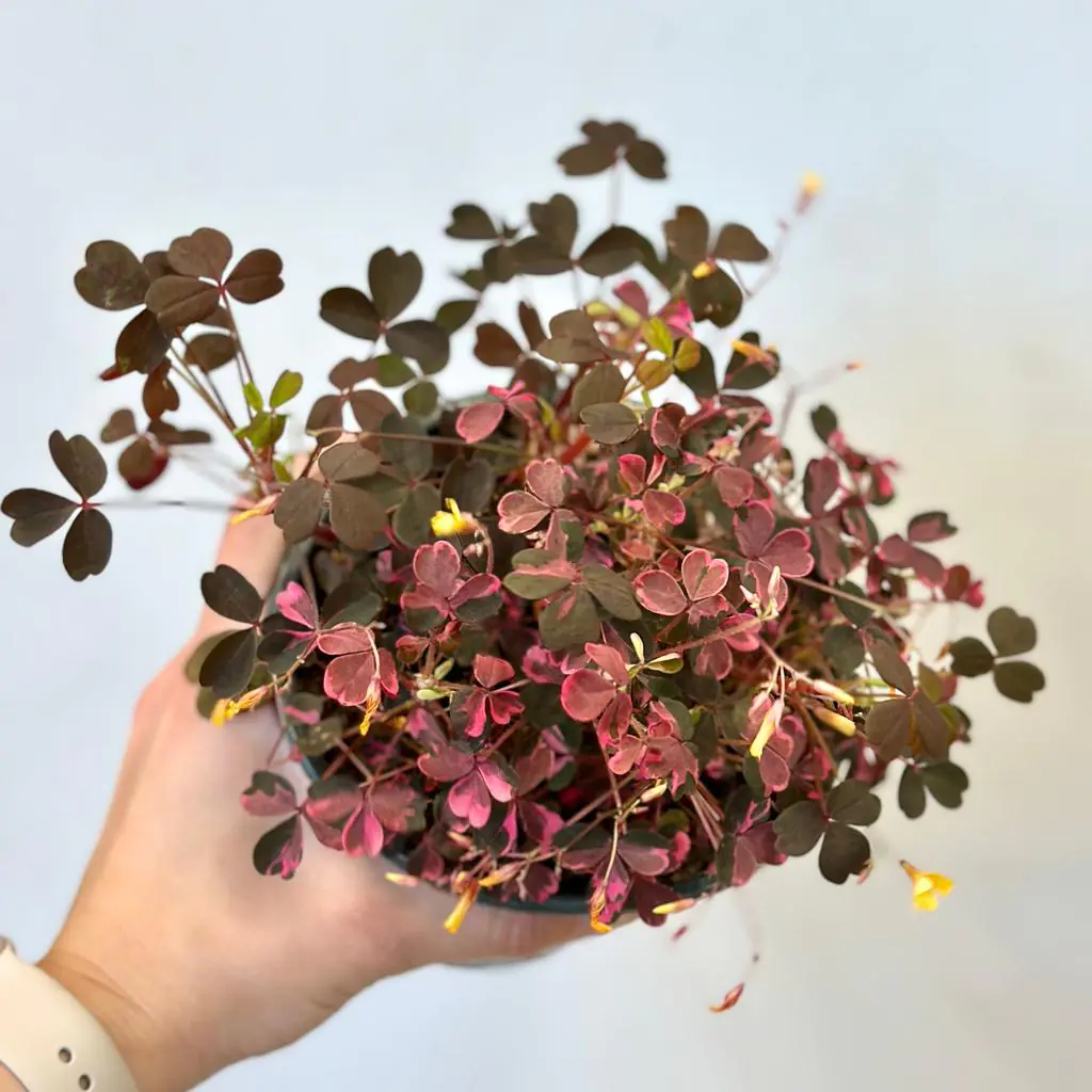 Oxalis vulcanicola ‘Pink’ veľký oxalis vulcanicola pink ruzova izbova rastlina