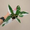 Philodendron ‘White Princess Tricolor’ philodendron Princess Tricolor panasovany filodendron raritna izbova rastlina