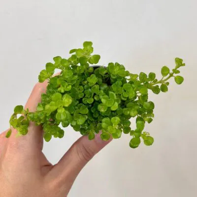 pilea depressa tahava zelena izbova rastlina