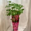 Pivonka / Paeonia lactiflora ‘Longlife’ ružová Pivonka Paeonia lactiflora Longlife ruzova KVITNUCA RASTLINA NA ZAHRADU