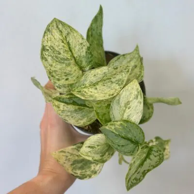 Scindapsus ‘Peasun Variegata’ Scindapsus Peasun Variegata vzacna zberatelska tahava izbova rastlina
