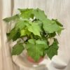 Lipka africká / Sparrmannia africana veľká Sparrmannia africana lipka africká kamerlinde