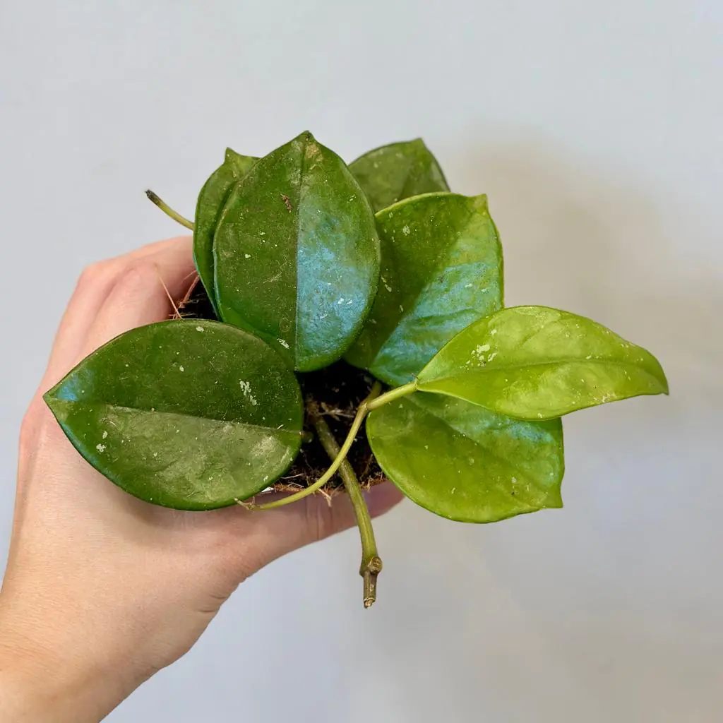 Hoya carnosa ‘Freckles’ hoya carnosa freckles zelena tahava rastlina voskovka