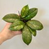 Hoya crassipetiolata ‘Splash’ hoya crassipetiolata splash voskovka