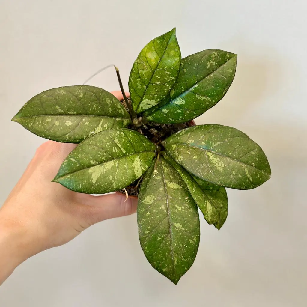 Hoya crassipetiolata ‘Splash’ hoya crassipetiolata splash voskovka