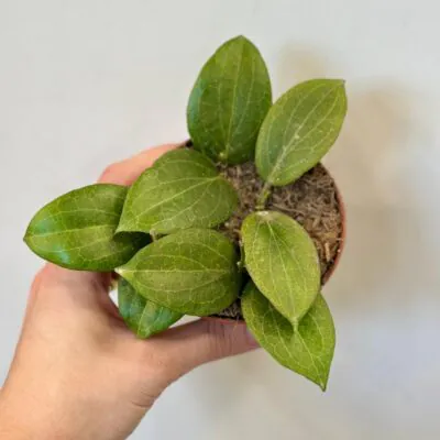 hoya fitchii voskovka tahava izbova rastlina