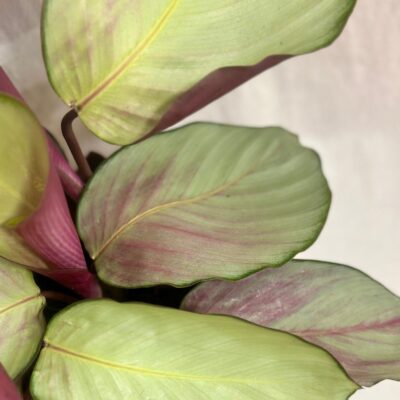 Calathea roseopicta ‘Silver Plate’ calathea roseopicta Silver Plate farebna izbova rastlina