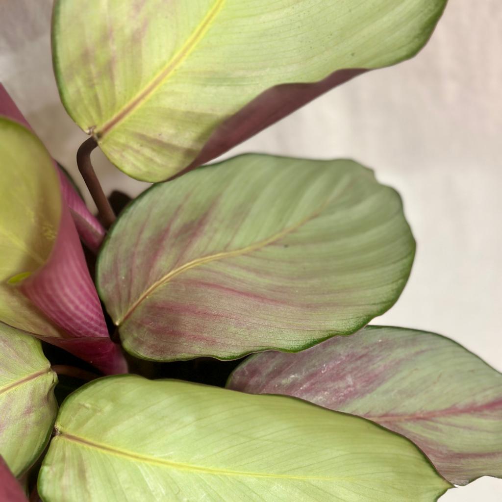 Calathea roseopicta ‘Silver Plate’ calathea roseopicta Silver Plate farebna izbova rastlina