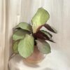 Calathea roseopicta ‘Silver Plate’ calathea roseopicta Silver Plate farebna izbova rastlina